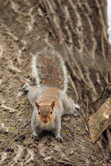 Grey Squirrel (Sciurus carolinensis)