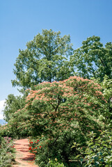 Persian Silk Tree (Albizia julibrissin) in park, south coast of Crimea