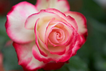 薔薇