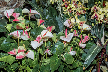 Tailflower (Anthurium andraeanum) in greenhouse