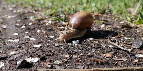 snail on a leaf