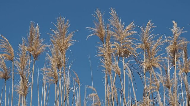 Giant reeds, arundo donax, moving in breeze