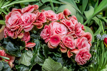 Tuberous Begonia (Begonia multiflora) in greenhouse