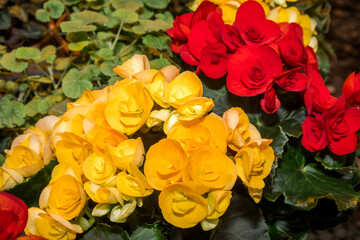 Tuberous Begonia (Begonia multiflora) in greenhouse