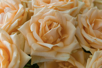 Cream tea rose in a bouquet close-up