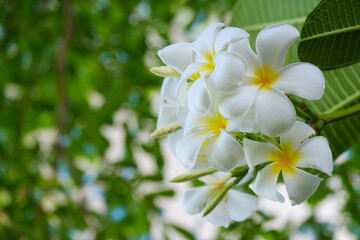 Obraz na płótnie Canvas White plumeria flowers and refreshing green leaves