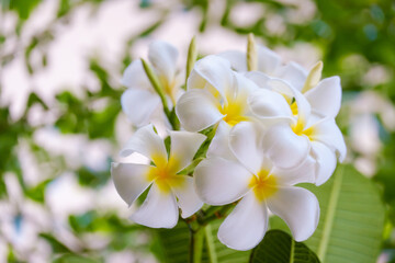 Naklejka na ściany i meble White plumeria flowers and refreshing green leaves