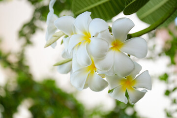 Obraz na płótnie Canvas White plumeria flowers and refreshing green leaves