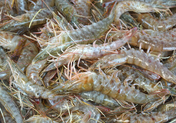 fresh shrimp as seafood background