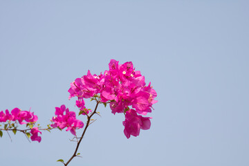 Naklejka premium Pink Bougainvillea flower with blue sky in the garden.