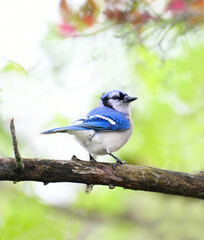 blue jay standing on the tree branch in spring