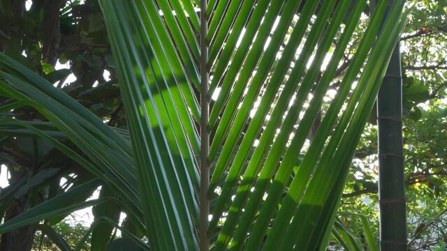 palm tree leaves with sunlight running through