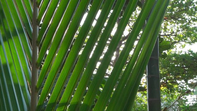 palm tree leaves with sunlight running through