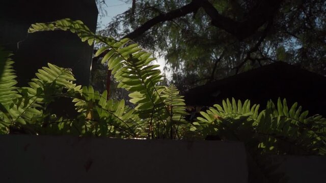 Sunlight through leaves morning look