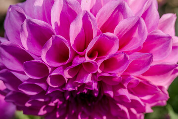 Dahlia (Dahlia hybrida) in garden