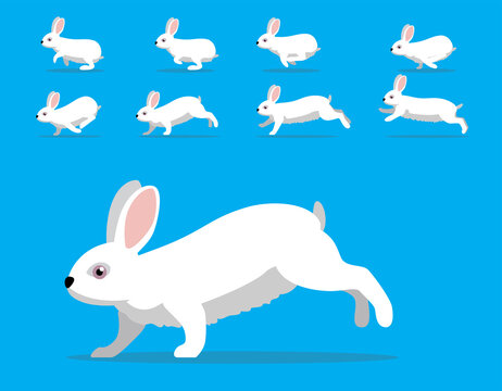 Animal Animation Sequence Rabbit Florida White Cartoon Vector