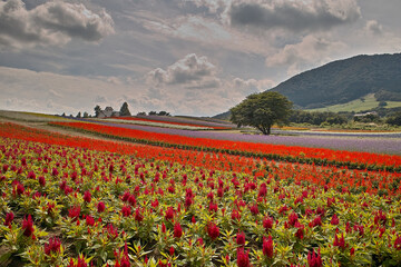 花園にて（宮城県やくらいガーデン）