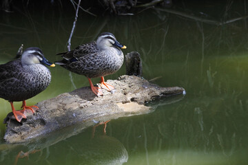 2 eastern spot billed ducks are having a rest on the decaying log in the pond. 