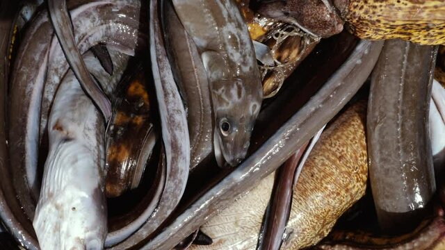 Closeup of freshly caught fish at the fish market in Essaouira, Morocco. Eel, conger eel, murena fish. Background food footage.