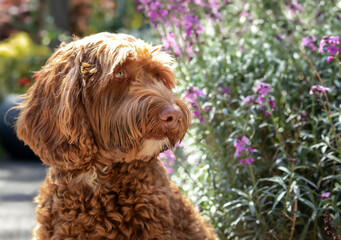 Fototapeta premium Labradoodle dog in front of flowers. Partial view of cute curly apricot female dog sitting in front yard, looking at something. Selective focus on head with defocused foliage and purple flowers.