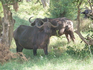 Obraz premium Büffel