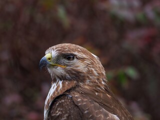 精悍な顔つきのアカオノスリの超アップ