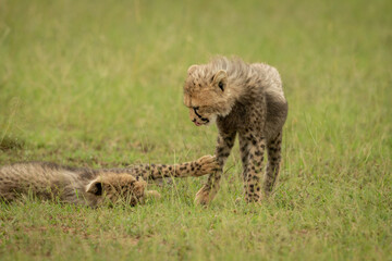 Naklejka na ściany i meble Close-up of cheetah cub lying pawing another