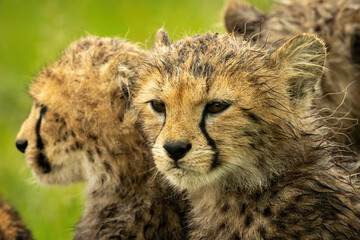 Fototapeta na wymiar Close-up of cheetah cub sitting beside another