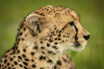 Naklejka na ściany i meble Close-up of cheetah head turned to right