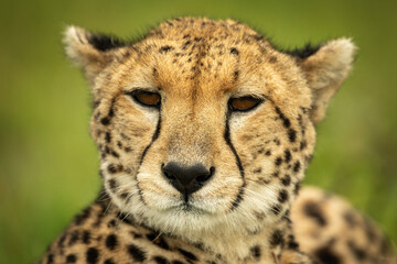 Close-up of cheetah head with green background