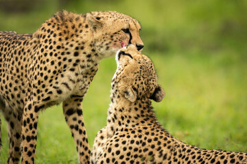 Fototapeta na wymiar Close-up of cheetah licking one standing up