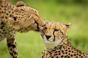 Close-up of cheetah licking one lying down