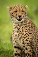 Close-up of cheetah cub sitting licking lips
