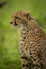 Close-up of cheetah cub sitting pointing left