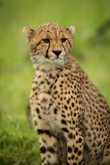 Close-up of cheetah cub sitting turning head
