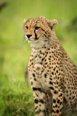 Naklejka na ściany i meble Close-up of cheetah cub sitting facing left