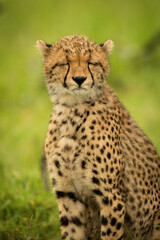 Close-up of cheetah cub sitting closing eyes