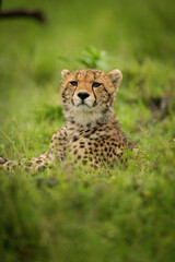 Naklejka na ściany i meble Close-up of cheetah cub lying lifting head