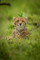 Naklejka na ściany i meble Close-up of cheetah cub lying watching camera