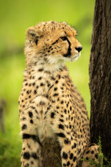 Close-up of cheetah cub sitting by tree