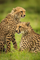 Close-up of cheetah cub sitting beside mother