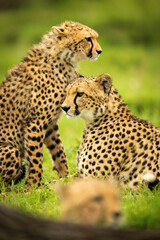 Close-up of cheetah cub sitting by mother