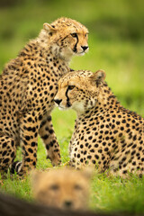 Close-up of cheetah cub sitting with mother