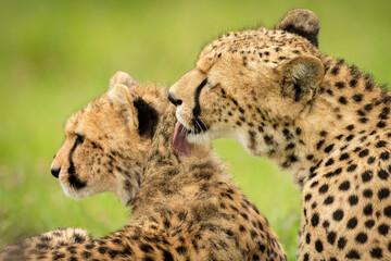 Close-up of cheetah grooming cub in grass