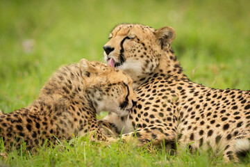 Naklejka na ściany i meble Close-up of cheetah licking cub on grass