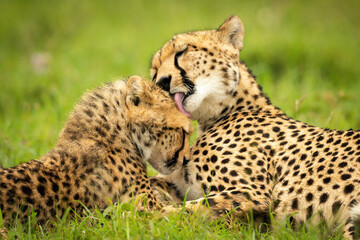 Close-up of cheetah lying down washing cub