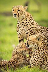 Close-up of cheetah beside mother and cub
