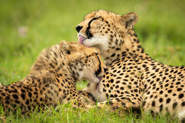 Close-up of cheetah lying down grooming cub