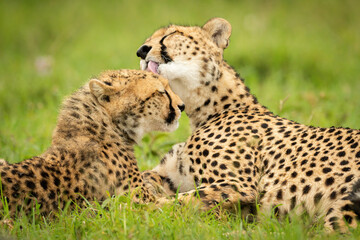 Naklejka na ściany i meble Close-up of cheetah licking cub in grass