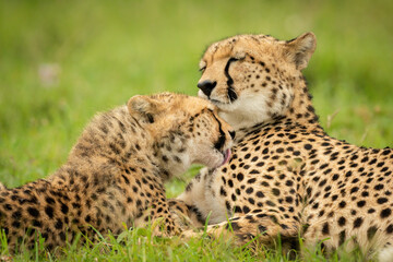 Close-up of cheetah cub grooming its mother